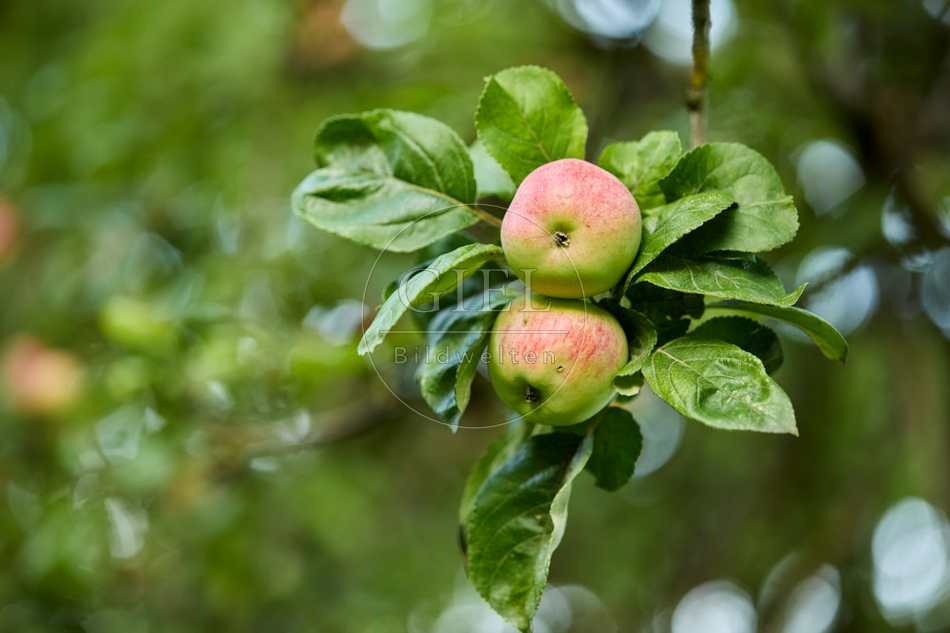 117314 Äpfel am Apfelbaum