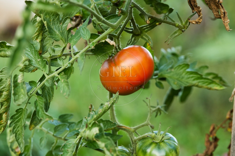 117315 Tomate am Strauch