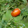 117315 Tomate am Strauch
