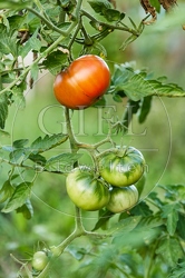 117316 Tomate am Strauch