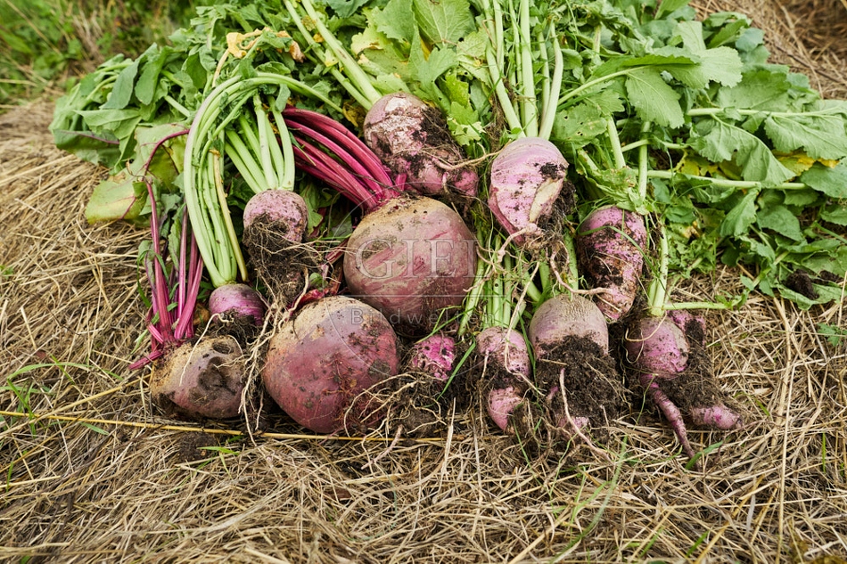 117462 Rettiche und Rote Bete, geerntet