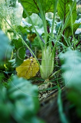 117653 Knollenfenchel im Gemüsebeet