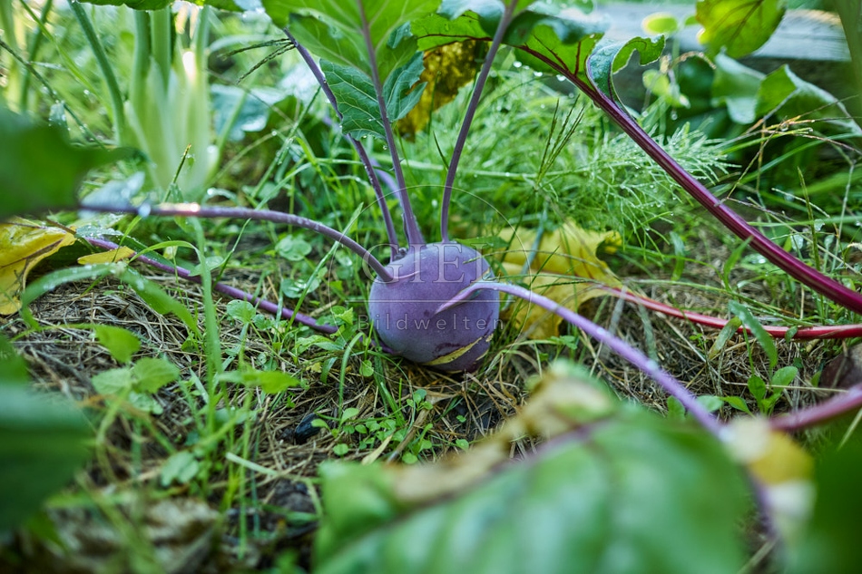 117654 Kohlrabi im Gemüsebeet