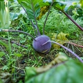 117654 Kohlrabi im Gemüsebeet
