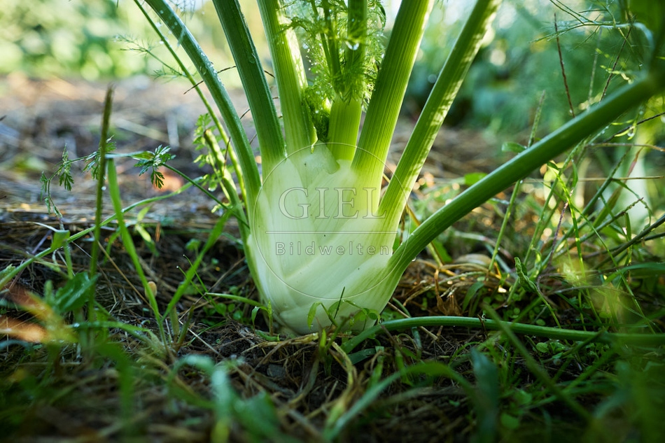 117655 Knollenfenchel im Gemüsebeet