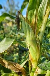 117656 Maiskolben vom Zuckermais imm Garten