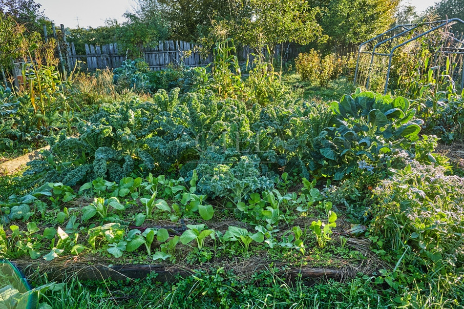 117658 Gemüsegarten, Gemüsebeete im Oktober