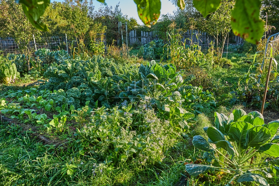 117660 Gemüsegarten, Gemüsebeete im Oktober