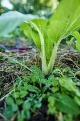 117661 Junge Pak Choi Pflanze