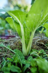 117662 Junge Pak Choi Pflanze