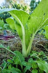 117663 Junge Pak Choi Pflanze