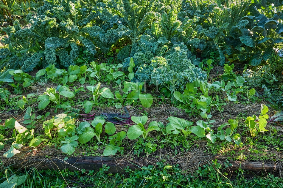 117664 Gemüsebeet mit Grünkohl und Pak Choi