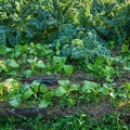 117664 Gemüsebeet mit Grünkohl und Pak Choi