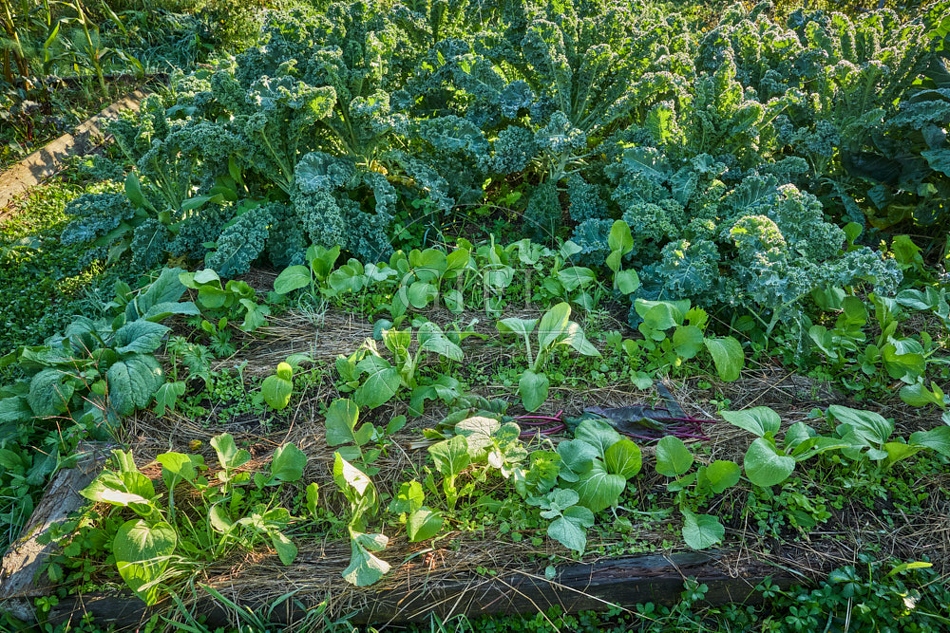 117665 Gemüsebeet mit Grünkohl und Pak Choi