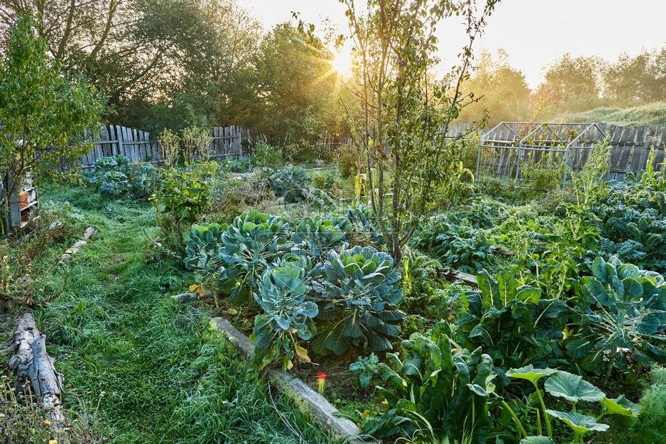 117666 Gemüsegarten, Gemüsebeete im Oktober