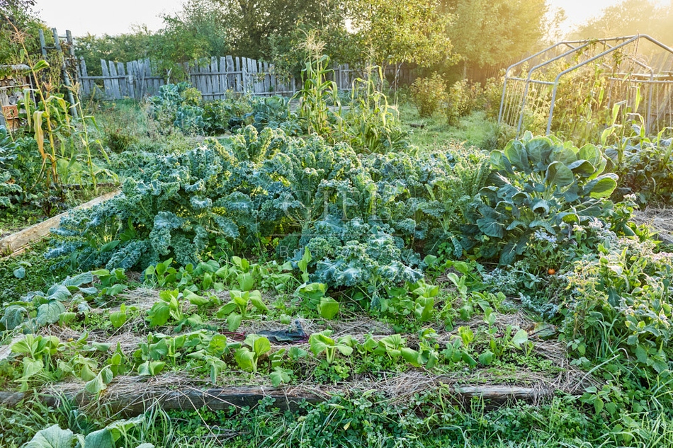 117669 Gemüsegarten, Gemüsebeete im Oktober