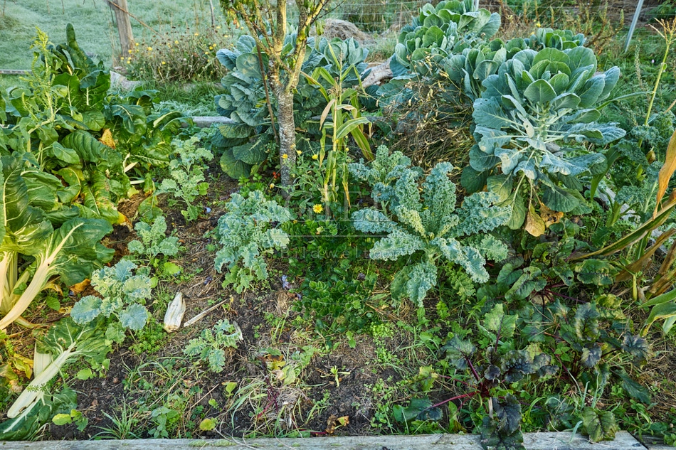 117670 Gemüsebeet mit verschiedenen Pflanzen