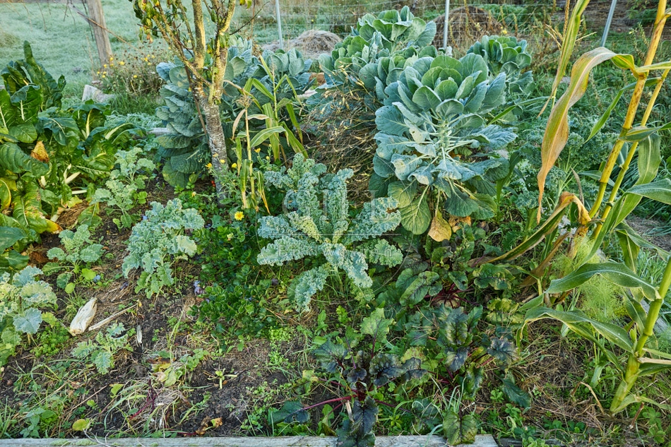 117671 Gemüsebeet mit verschiedenen Pflanzen