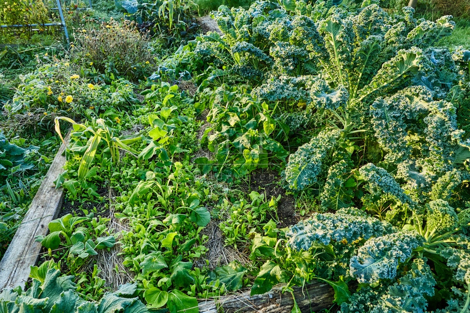 117672 Gemüsebeet mit verschiedenen Pflanzen