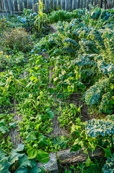 117673 Gemüsebeet mit verschiedenen Pflanzen