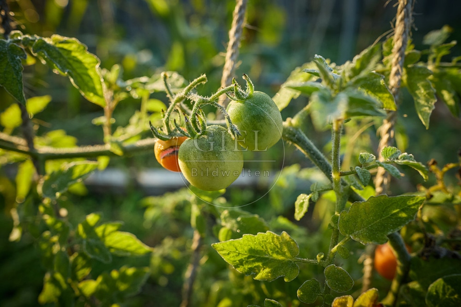 117678 Tomaten nach einem Nachtfrost