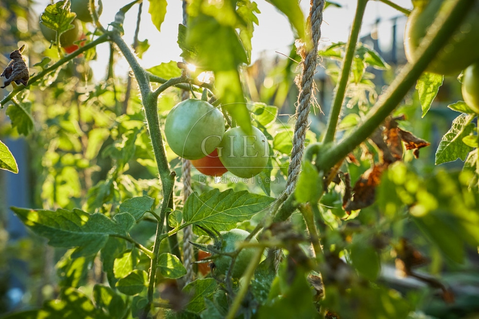 117679 Tomaten nach einem Nachtfrost