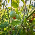 117679 Tomaten nach einem Nachtfrost