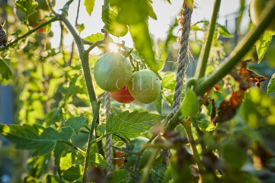 117680 Tomaten nach einem Nachtfrost