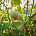 117680 Tomaten nach einem Nachtfrost
