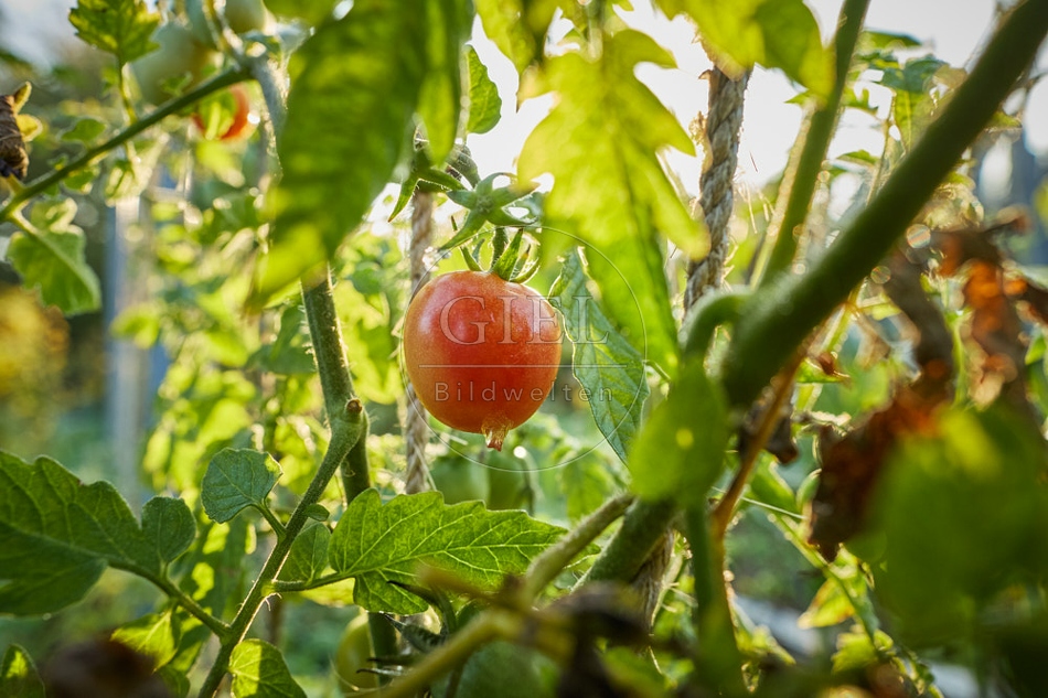 117681 Tomaten nach einem Nachtfrost