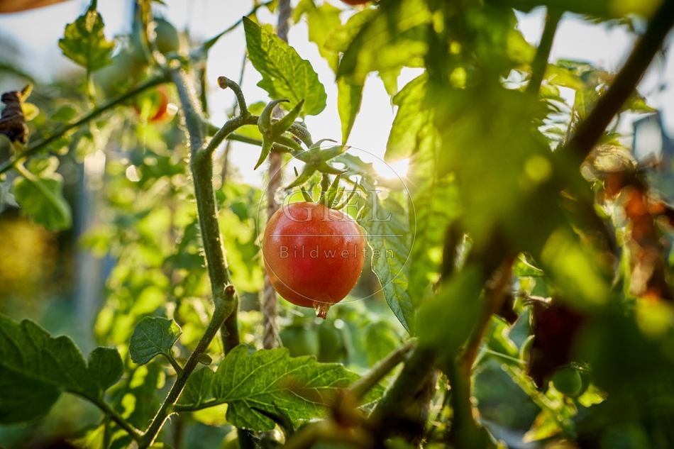 117682 Tomaten nach einem Nachtfrost