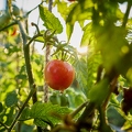 117682 Tomaten nach einem Nachtfrost