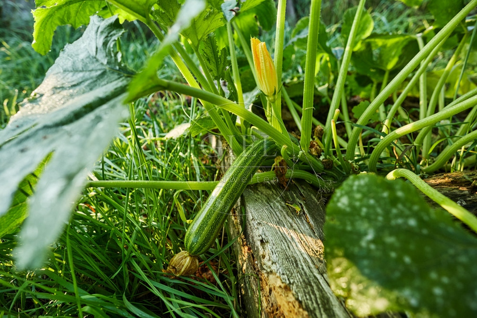 117683 Zucchini