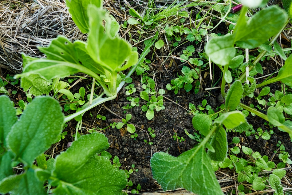 117684 Feldsalat, Gundermann und Brennnssel