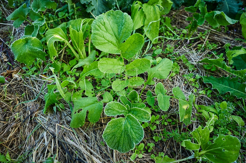 117685 Schwarzer Winterrettich, junge Pflanze