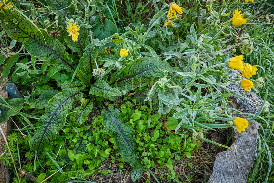 117686 Hain-Ampfer, Rucola und Ringelblume