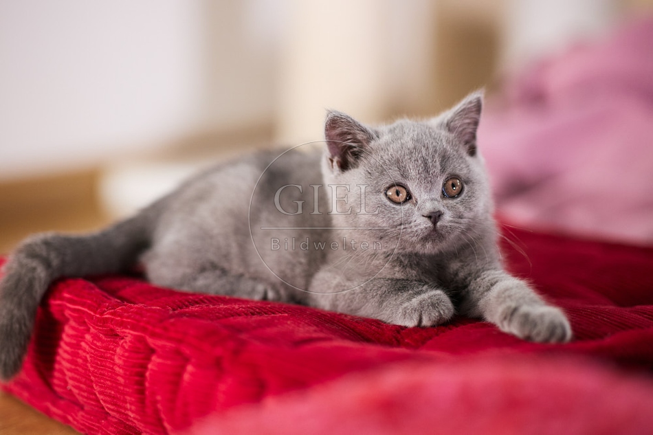 117687 Britisch Kurzhaar Katze