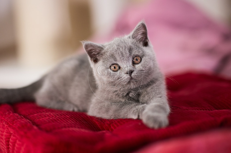 117688 Britisch Kurzhaar Katze