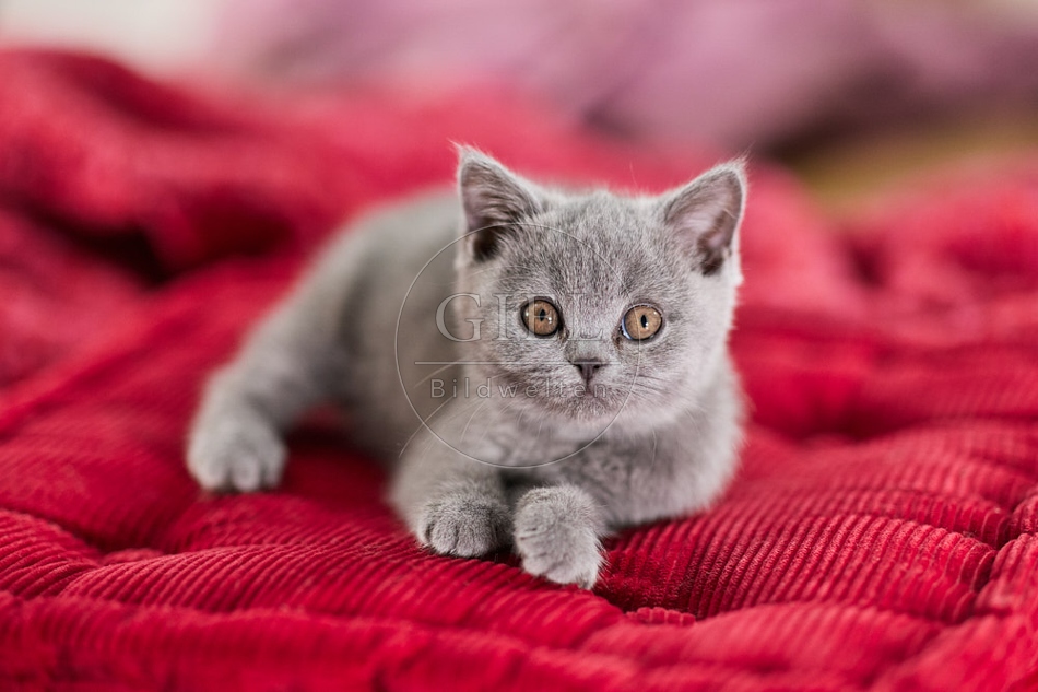 117689 Britisch Kurzhaar Katze