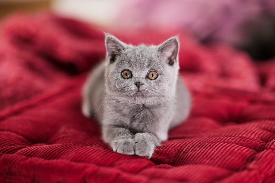 117690 Britisch Kurzhaar Katze