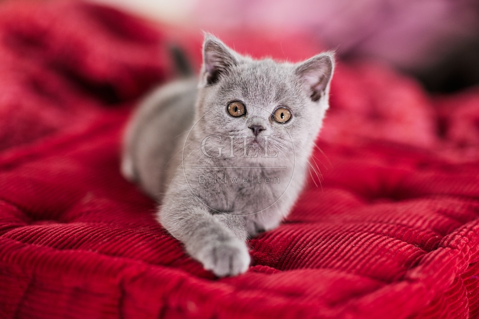 117691 Britisch Kurzhaar Katze