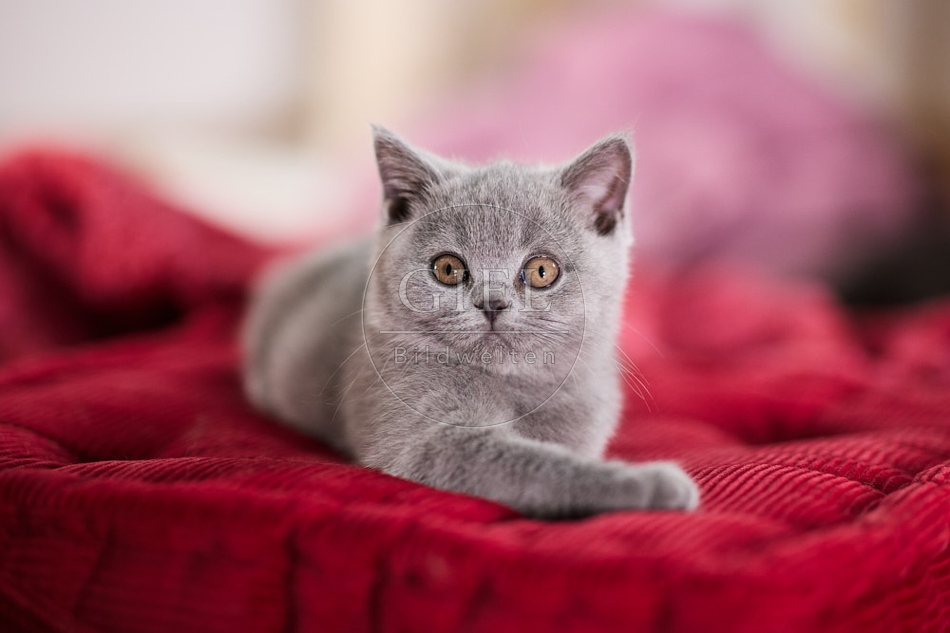 117692 Britisch Kurzhaar Katze