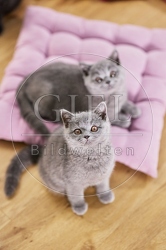 117693 Britisch Kurzhaar Katze