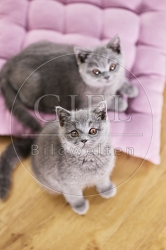 117694 Britisch Kurzhaar Katze