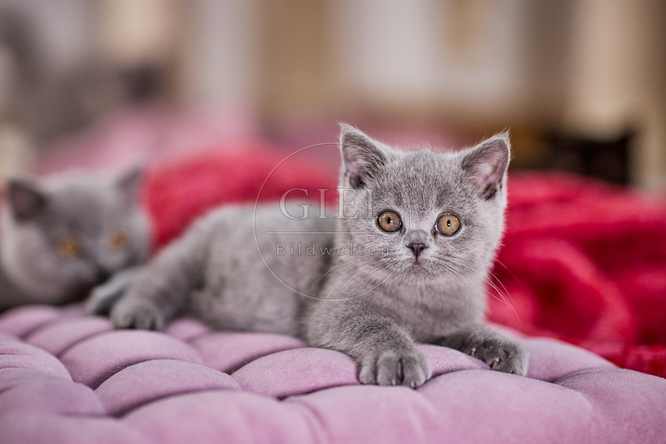 117695 Britisch Kurzhaar Katze