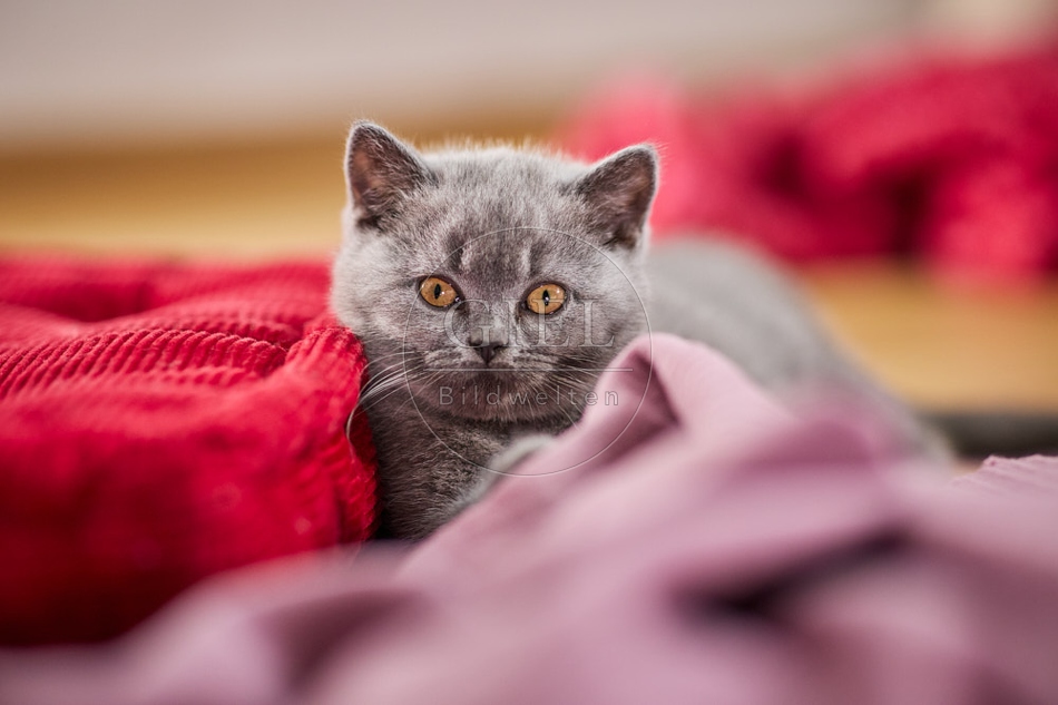 117696 Britisch Kurzhaar Katze