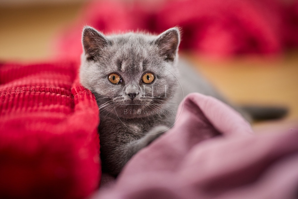 117697 Britisch Kurzhaar Katze