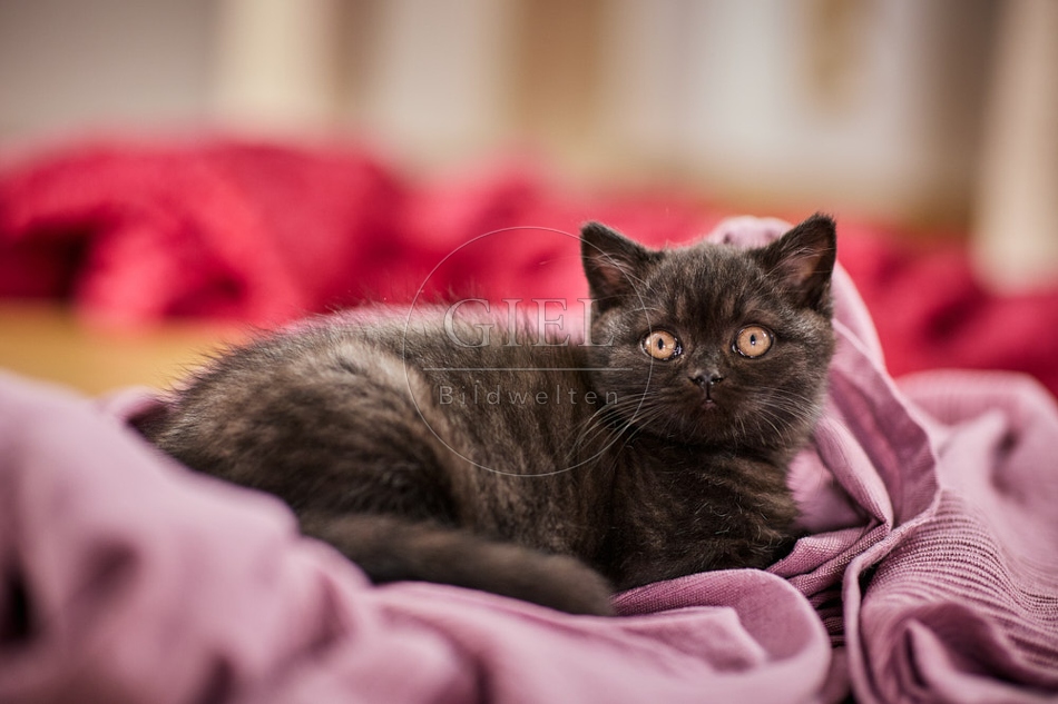 117698 Britisch Kurzhaar Katze