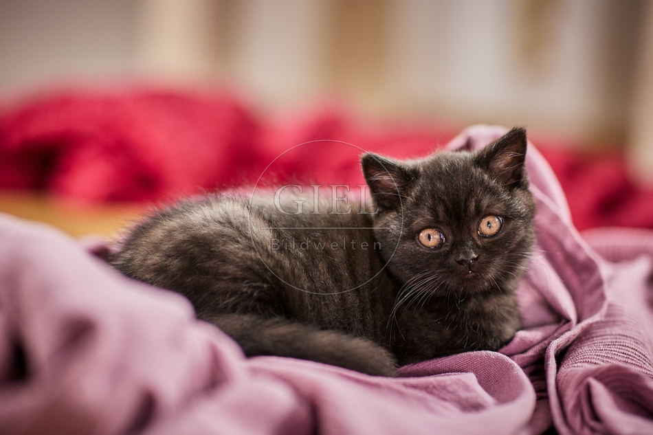 117699 Britisch Kurzhaar Katze