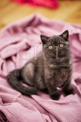 117701 Britisch Kurzhaar Katze